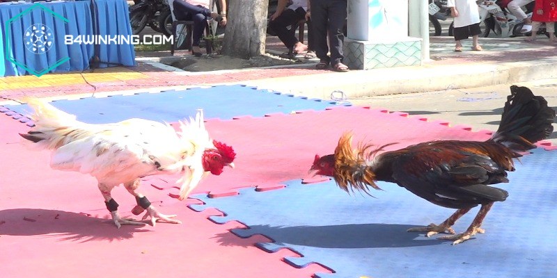 Chọi gà trong giải trí có tầm quan trọng ra sao
