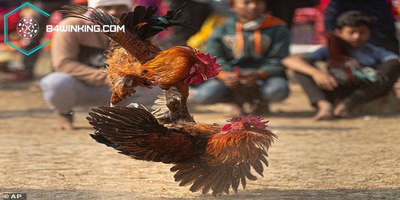 Kỹ thuật huấn luyện chiến kê chuẩn nhất